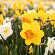 Bolbos Narciso preo barato - Fim de temporada